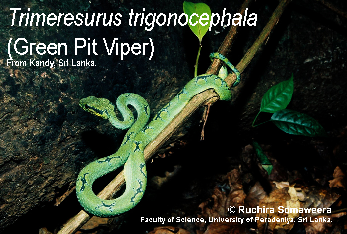 Trimeresurus trigonocephala.jpg [352 Kb]